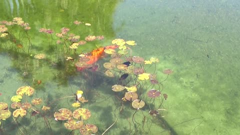 Terrifying Sight At Koi Pond..