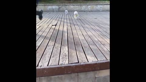 Funniest Animals - Best Of The 2022 Funny Animal Videos