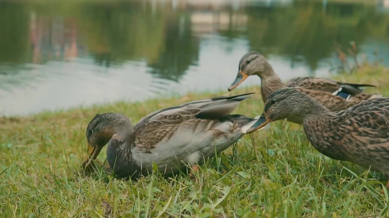 Ducks on the lake bank on the green grass