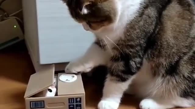 OMG These Cats Are So Cute And Beautiful | Viral Cat