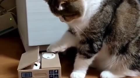 OMG These Cats Are So Cute And Beautiful | Viral Cat