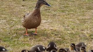 Wild Ducks Respond to Whistle