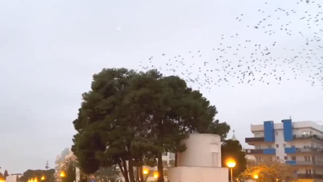 Starlings Dance Across the Evening Sky