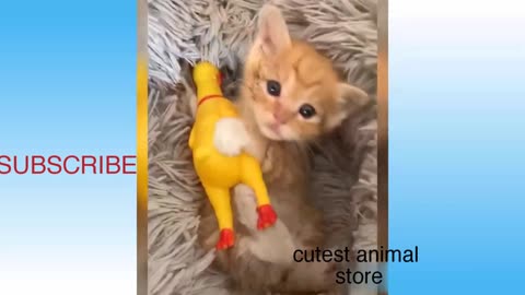 Watch this Funny Animals Compilation 2021