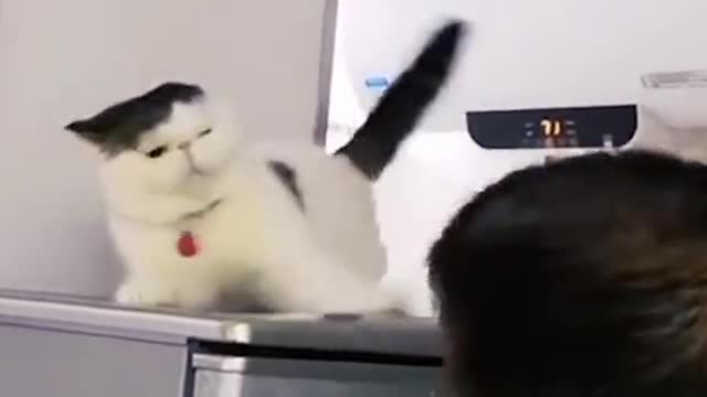 Funny animals