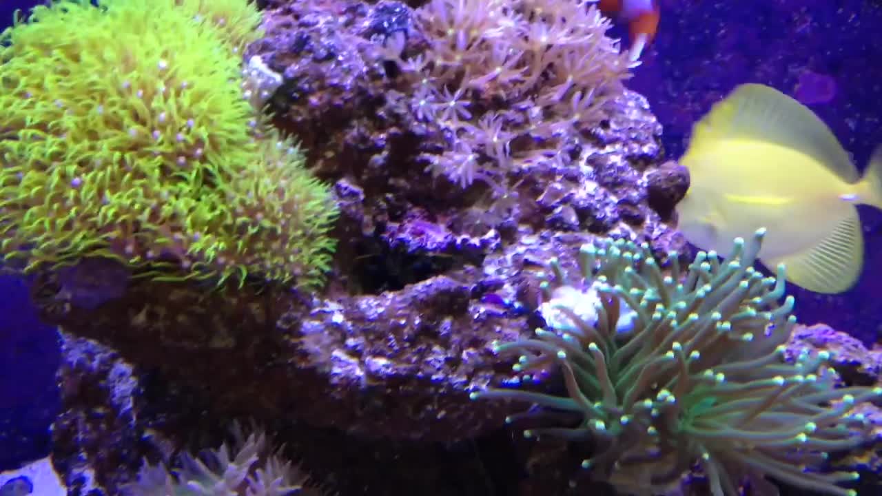 29 gallon Saltwater nano tank