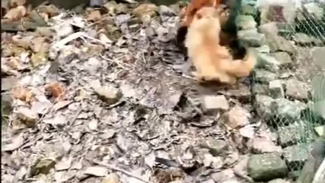 Chicken VS Dogs | Funny Dog Fight