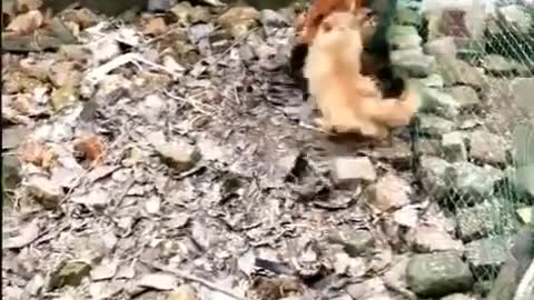 Chicken VS Dogs | Funny Dog Fight