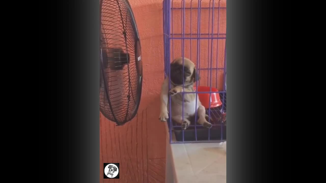 Funny Moments - Cute Dog | Pets Funny