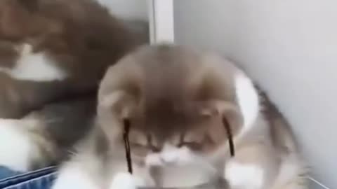 Cat wears glasses funny video 🤣
