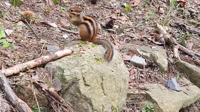 The cute squirrel eats acorns
