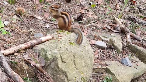 The cute squirrel eats acorns