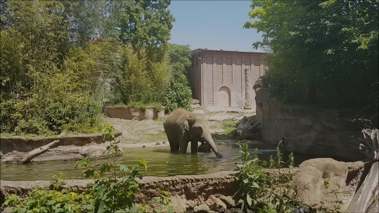 Adorable Baby Elephant Passes As Mum Refuses To Feed It