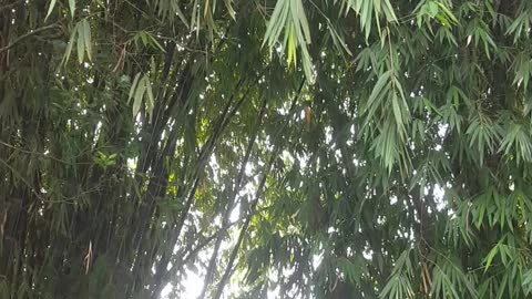 bamboo trees