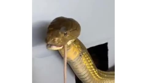 Kings Cobra eats Rat