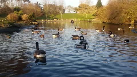 autumn pond