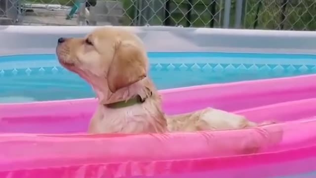 Funniest & cutest Labrador puppies #6 -funny puppy videos2022