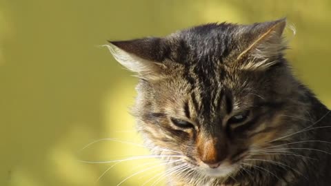Kittens meowing
