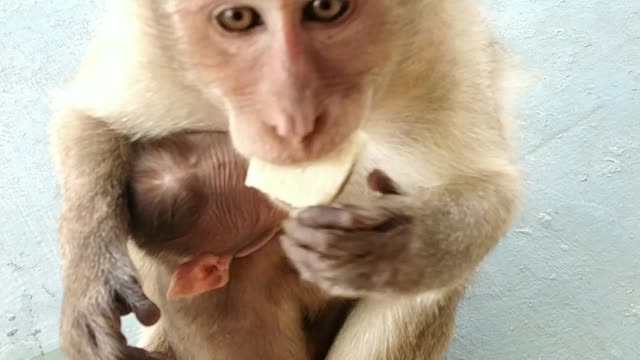 New Baby Monkey and Mom monkey Eating Banana video😀