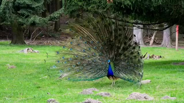 Attractive peacock