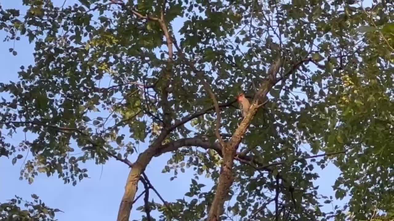 Red-Bellied Wood Pecker