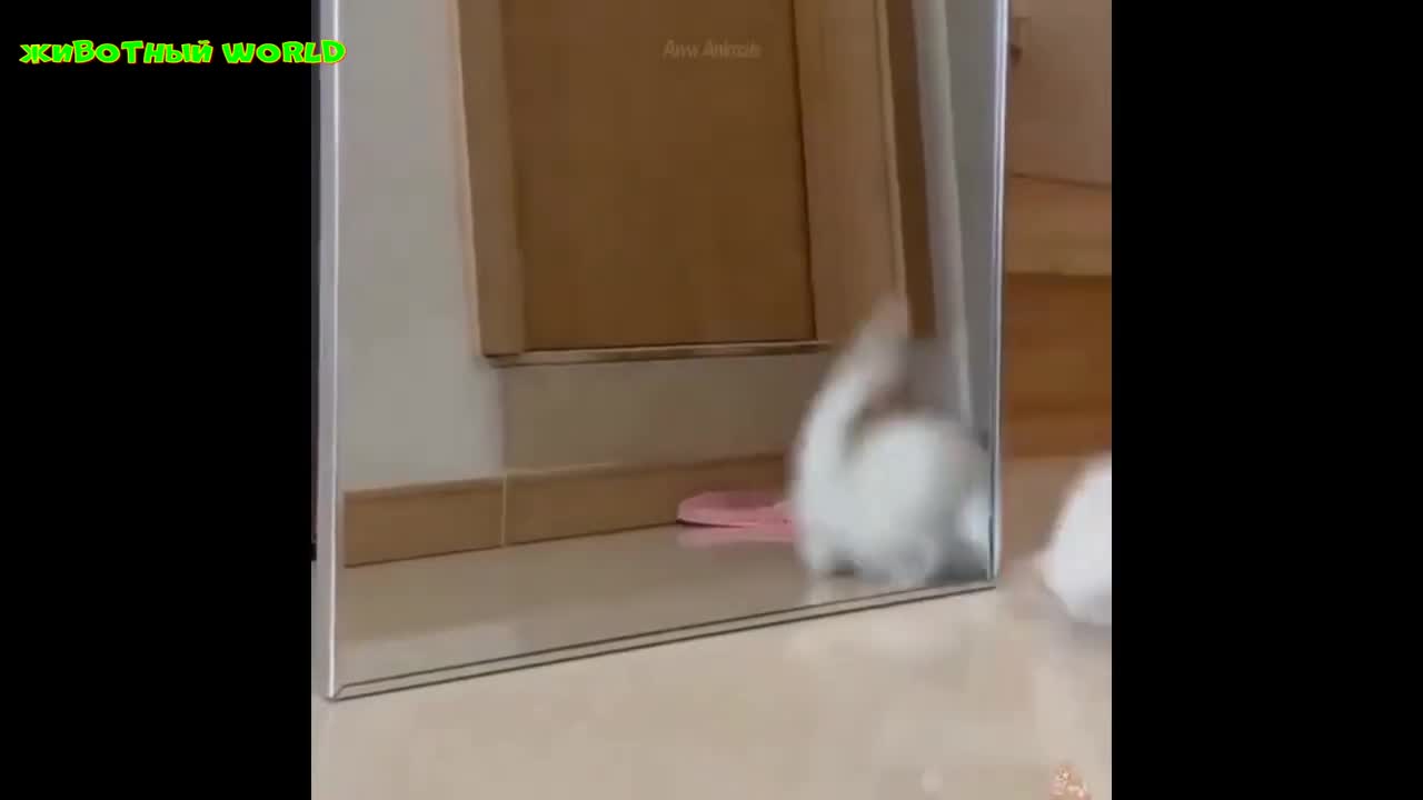 funny animals cat
