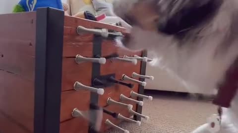 Australian Shepherd got extremely excited for receiving her favorite toy!