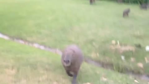 CAPYBARA ATTACK ! HILARIOUS