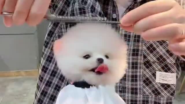 so cute puppy hair cut