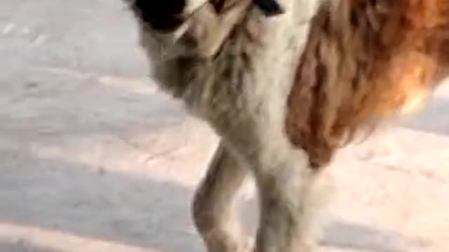 Adorable Saint Bernard playing with owners