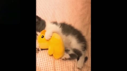 A baby cat playing with a toy