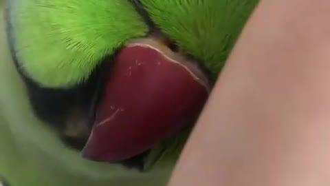 Parrot chirping