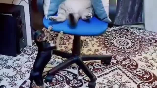 Funny Cat/Dogs COMPILATION VIDEOS!!!! MUST WATCH