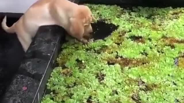 The dog tries to play with the fish.