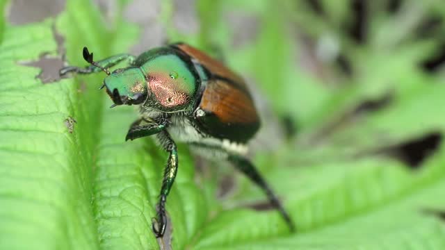 Japanese Beetle In My Garden