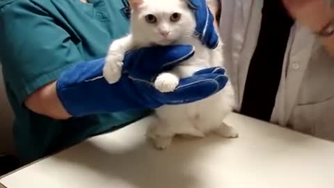 The Angry Cat 2.0