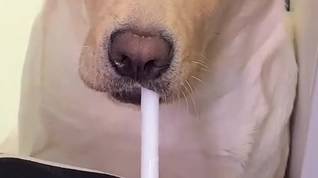 When you drink milk tea without giving it to your dog