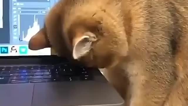 funny cat