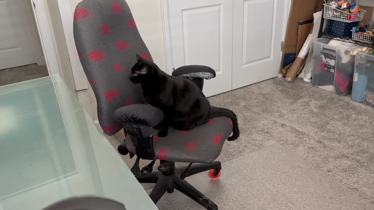 Adopting a Cat from a Shelter Vlog - Cute Precious Piper Uses Her Expressive Tail at the Office