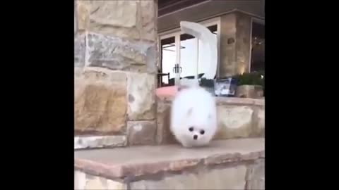 Cute funny Dogs Falling Video