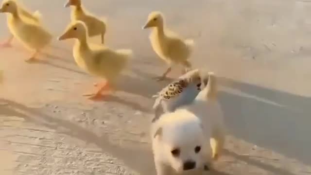 The cutest video of the week
