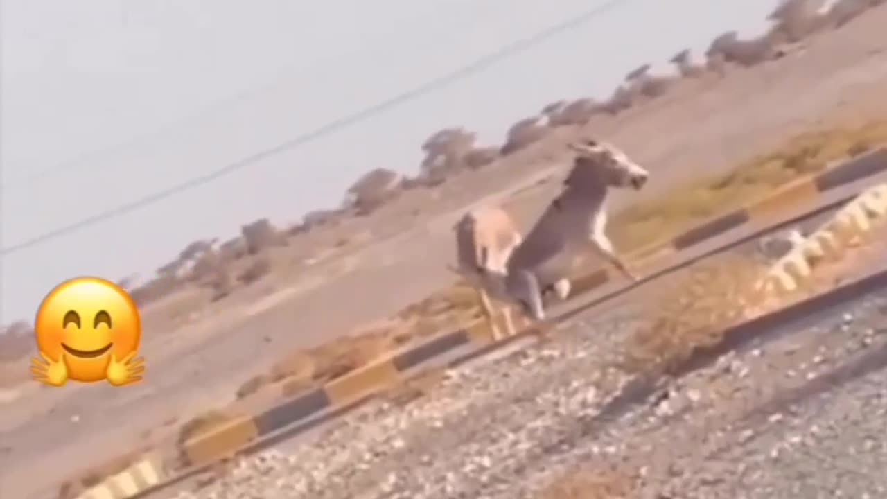 Dankies love seen video