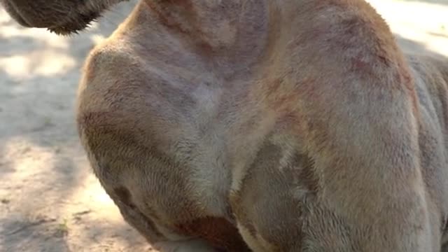 The kangaroo