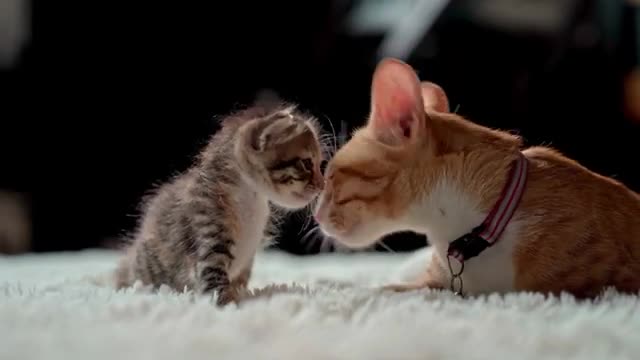 How To Teach Your Cat To Use Your Toilet 🖒