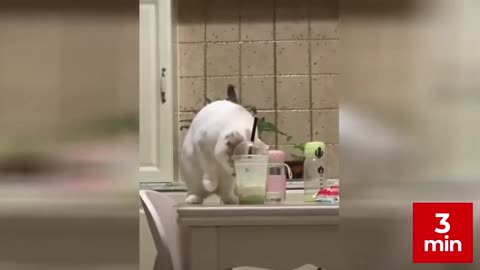 Funny Cats