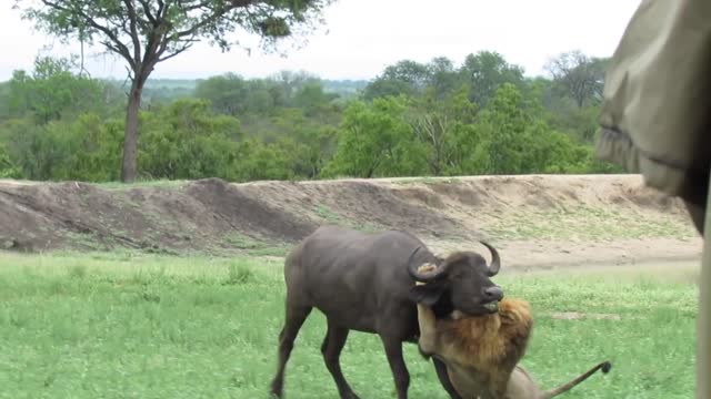 EXTREMELY RARE!!! Fearless Male Lion attacks Buffalo Herd, ALONE!