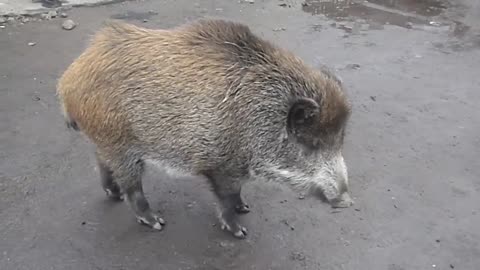 Wild Pig With Cat Friend