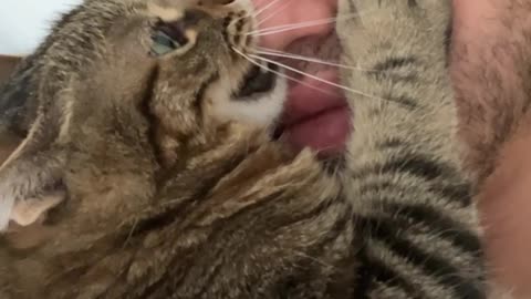 Cat Bites Man's Nose