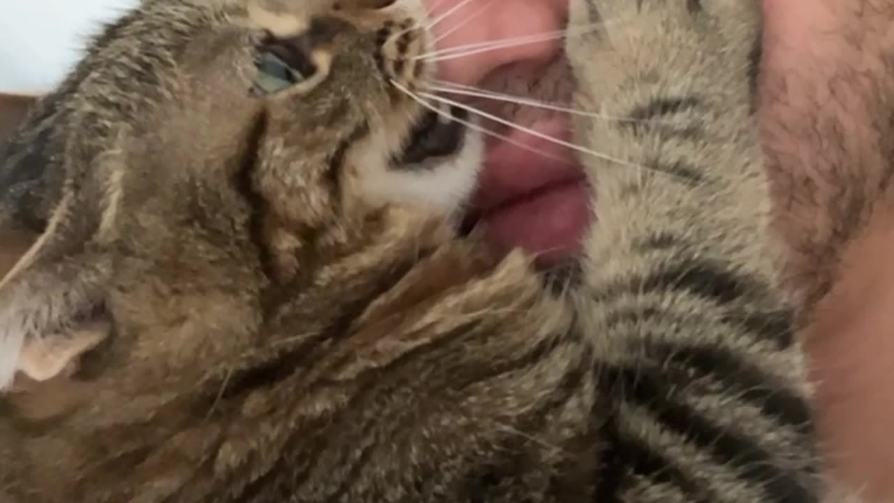 Cat Bites Man's Nose