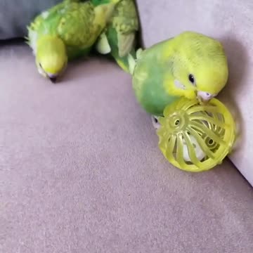 A group of lovebirds resting and resting